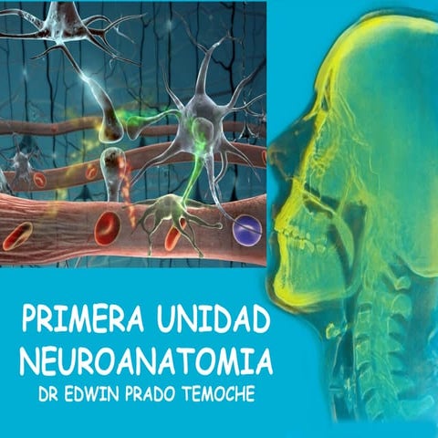 Clase neuroanatomia 2011 ii
