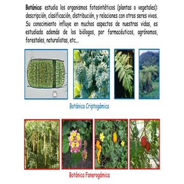 Claser 2 Sistemática Fanerogamia. de las plantaspptx | PPTX