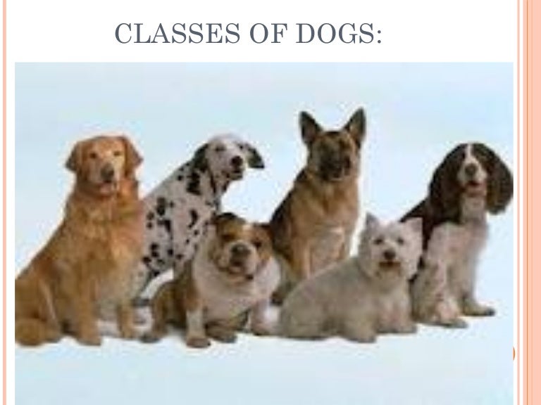 Classes of dogs