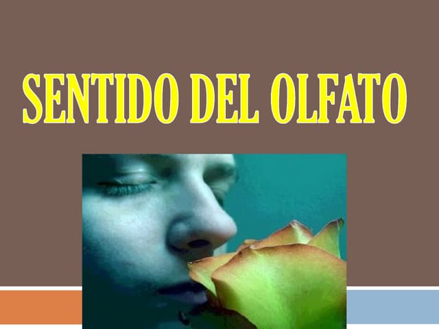 Clase sentido del olfato 