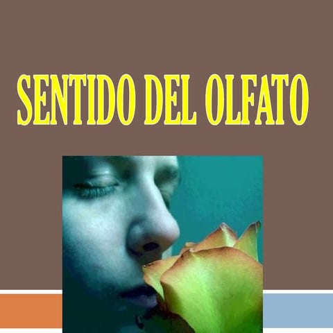 Clase sentido del olfato 