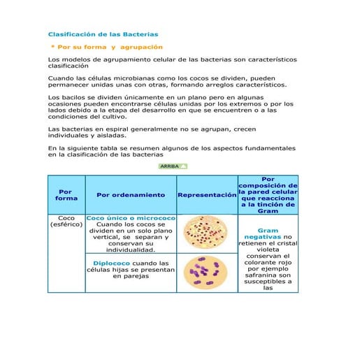 Clasificación de las bacterias