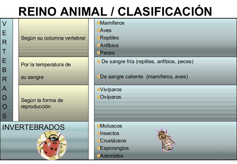 Clasificación de los animales...