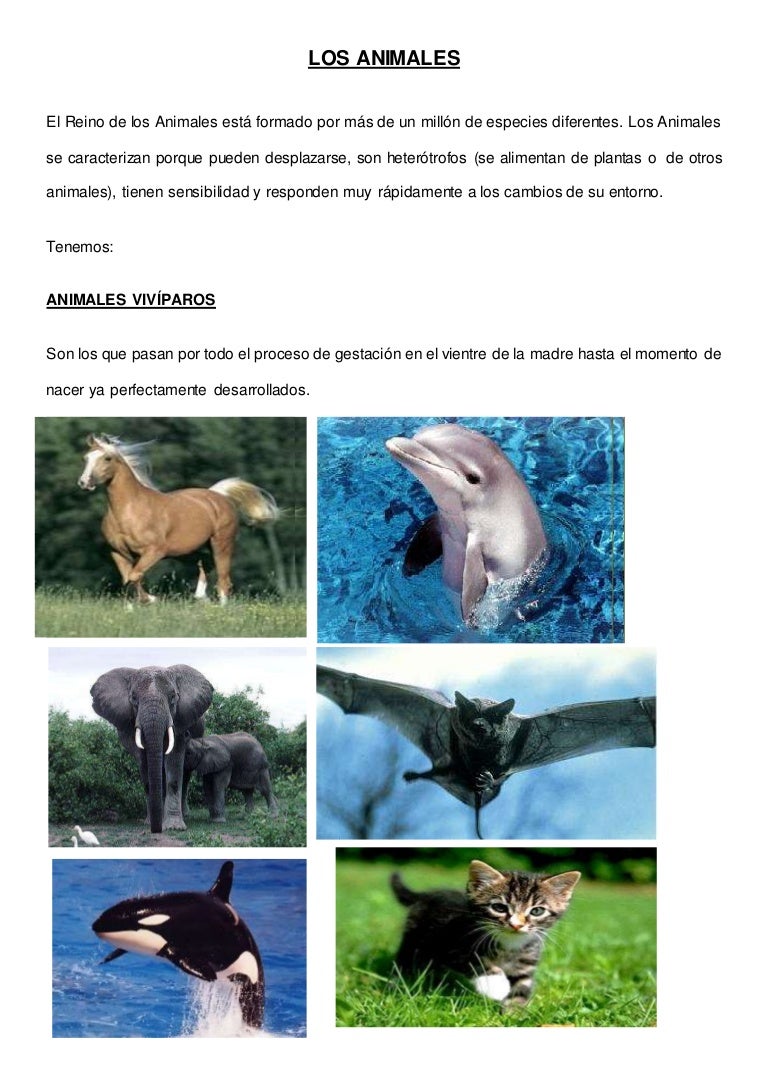 Clasificación de los animales según su alimentación Clasificación de los animales según su alimentación