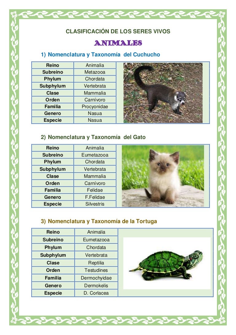 Definicin De Taxonomia Significado De Taxonomia
