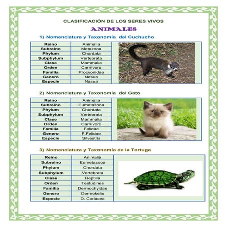 Clasificación de los seres vivos taxonomia