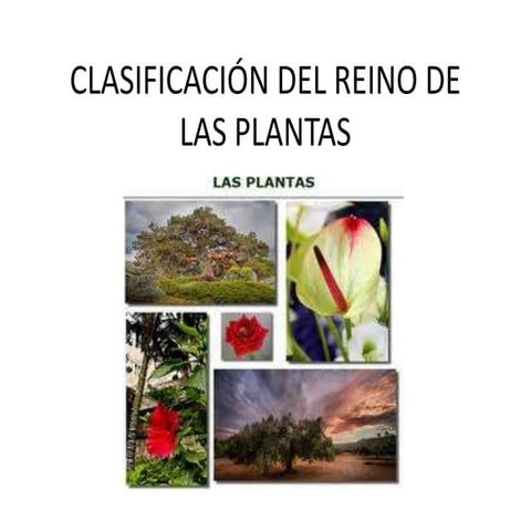 Clasificación del reino de las plantas