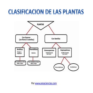 Clasificacion de las Plantas