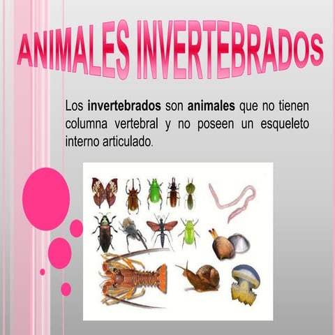Clasificacion de animales invertebrados