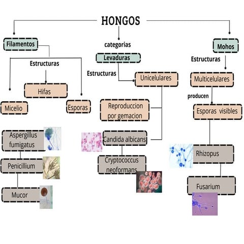 MmmmmmmmmmmmmCLASIFICACION DE HONGOS.pdf