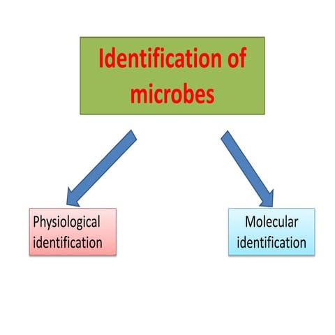Class-6, Identification of microbes.pptx