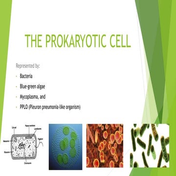 THE PROKARYOTIC CELL | PPTX