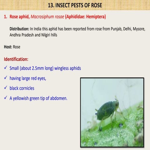 Roses pests and management's of all pests | PDF