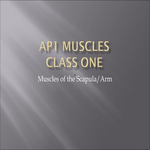 Class 1 Ap1 Muscles