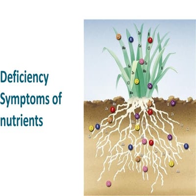 Class 2-Def symp and N.ppt .soil science