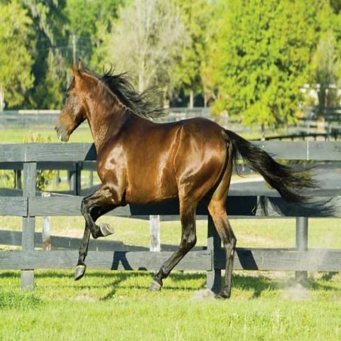 Comprehensive Analysis of Equine Forelimb Conformation and Structural ...