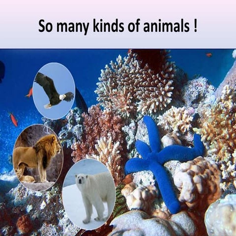 External Features of Animals | DOC