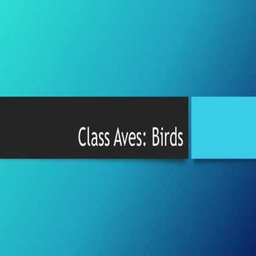 Class Aves