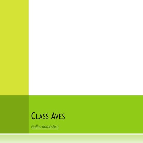 Avian skeletal system | PDF