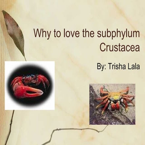 Crustacea Subphlyum