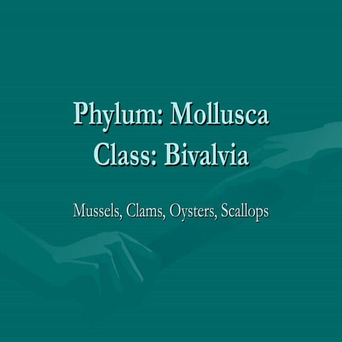 Class Bivalvia Notes