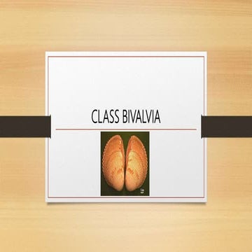            Class    bivalvia
