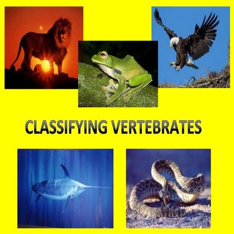 Classiffying vertebrates (mammals)