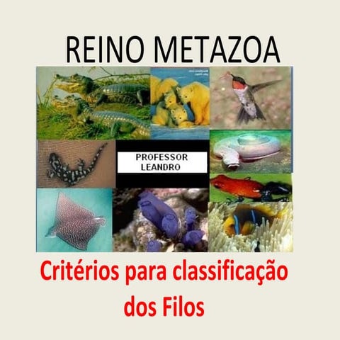 Classificação dos metazoa | PPT