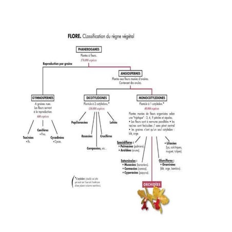 Classification botanique | PDF