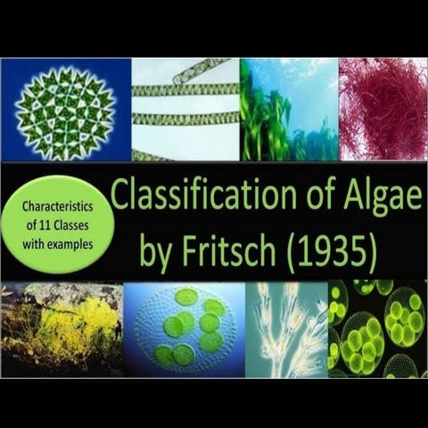 Classification of algae.pdf