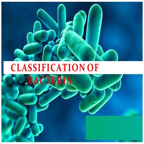 classification of bacteria.pptx