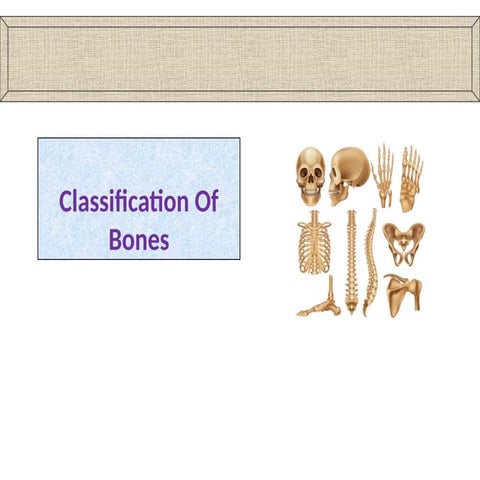 Comprehensive Classification of Human Bones: Types, Composition, and ...