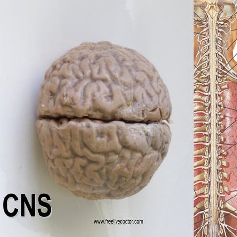 Classification of diseases of cns