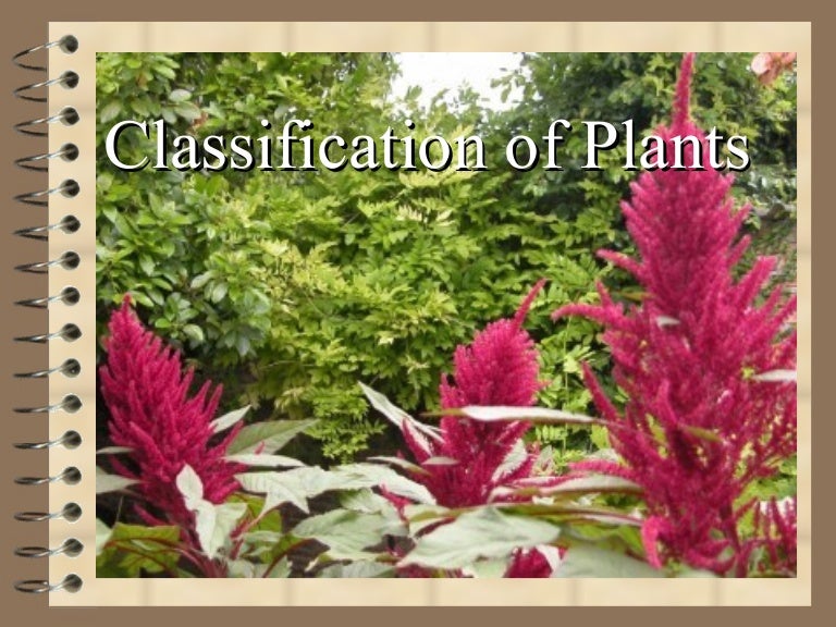 classification of plants biology kingdom chart