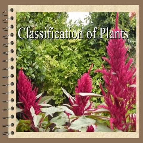 Classification of plants