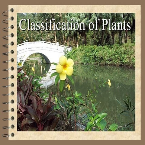 Classification of plants