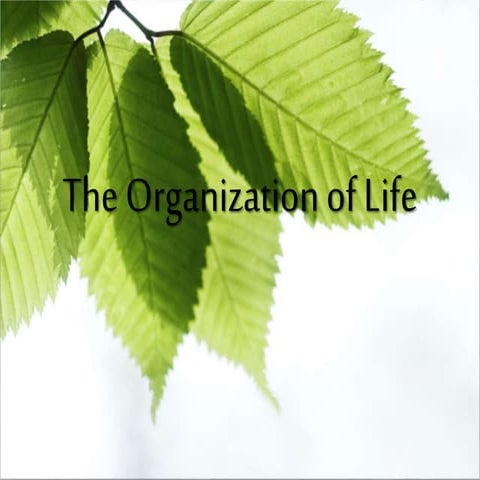 The Classification of Biological Life