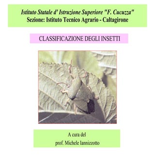 Classificazione degli insetti