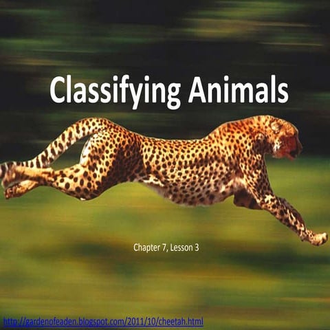 Classifying animals