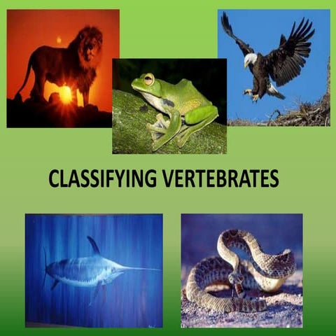 Classifying vertebrates (amphibians and reptiles)