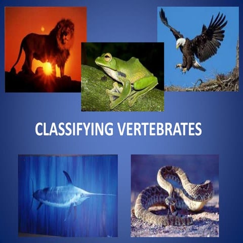 Classifying vertebrates (birds and fish)