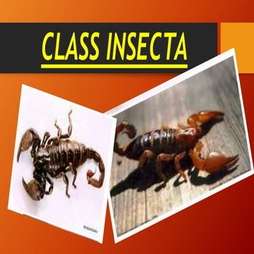 Class insecta