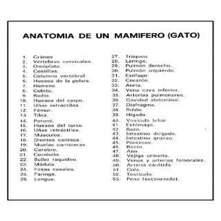 Claves anatomia mamifero