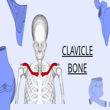 Clavicle | PPTX