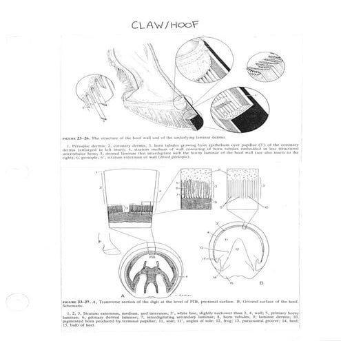 Horse Anatomy #2 | PPT