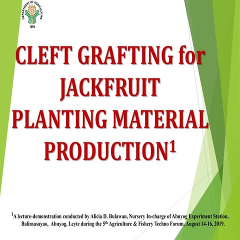 Cleft Grafting for Jackfruit Planting Material Production