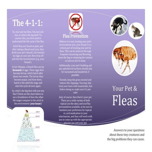 Client Handout - Fleas | DOCX