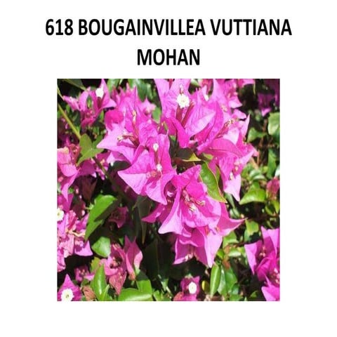 Climbing plants and Vines