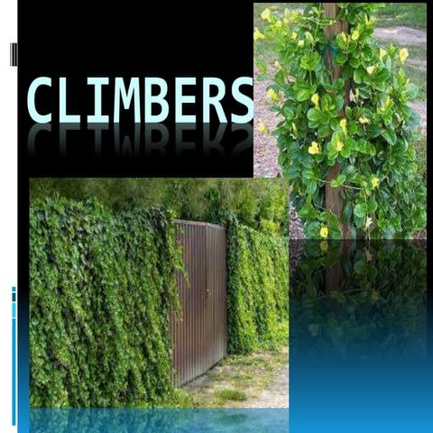 CLIMBERS.pptx