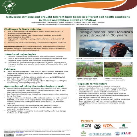 Delivering climbing and drought tolerant bush beans in different soil health ...